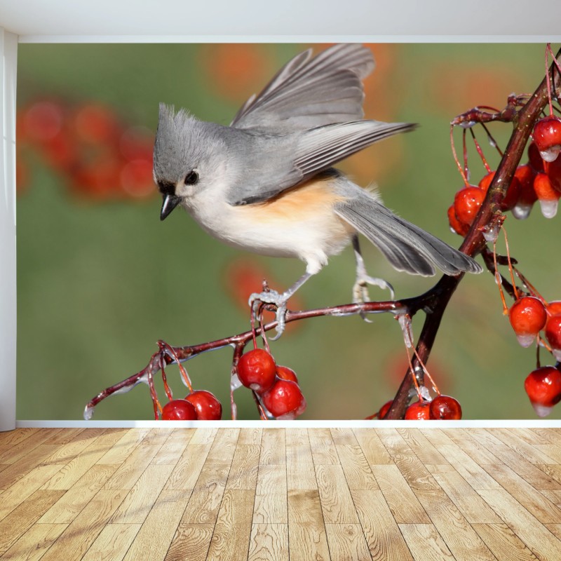 Fototapeta szary ptak na czerwonych jagodach – Wallissimo® Fototapeta szary ptak na czerwonych jagodach – Wallissimo®