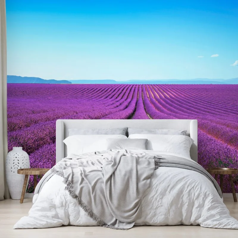 Fototapeta pola lawendy pod błękitnym niebem – Wallissimo® Fototapeta pola lawendy pod błękitnym niebem – Wallissimo®
