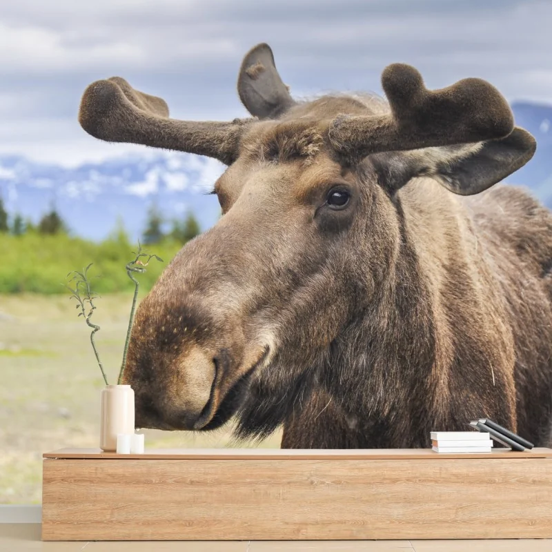 Fototapeta portret łosia na tle gór – Wallissimo® Fototapeta portret łosia na tle gór – Wallissimo®