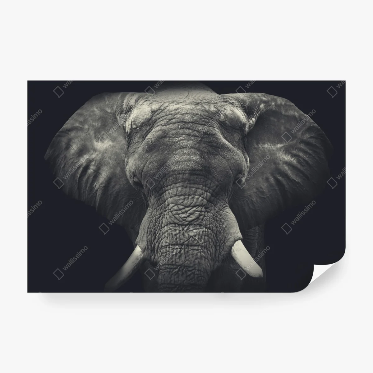 Fototapeta dostojny portret słonia w monochromie – Wallissimo® Fototapeta dostojny portret słonia w monochromie – Wallissimo®
