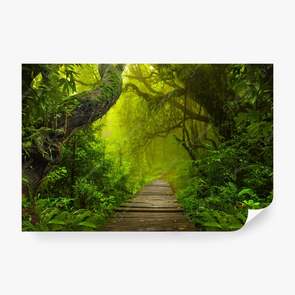 Fototapeta mistyczna zielona ścieżka w lesie – Wallissimo® Fototapeta mistyczna zielona ścieżka w lesie – Wallissimo®