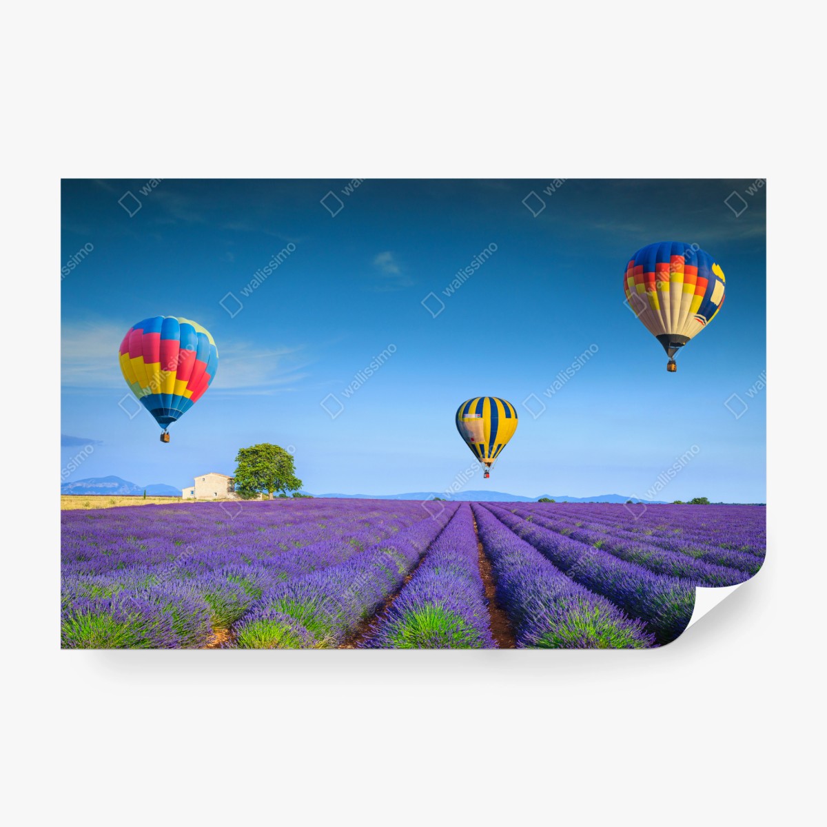 Fototapeta pola lawendy w Valensole z balonami – Wallissimo® Fototapeta pola lawendy w Valensole z balonami – Wallissimo®