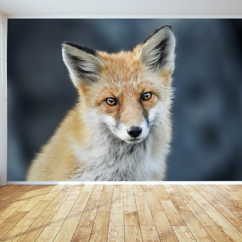 Fototapeta portret czerwonego lisa – Wallissimo® Fototapeta portret czerwonego lisa – Wallissimo®