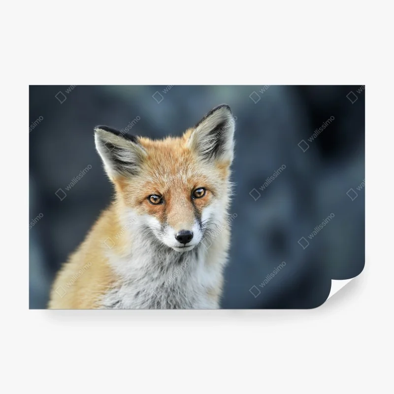 Fototapeta delikatne zbliżenie mlecza w miękkim niebieskim – Wallissimo®