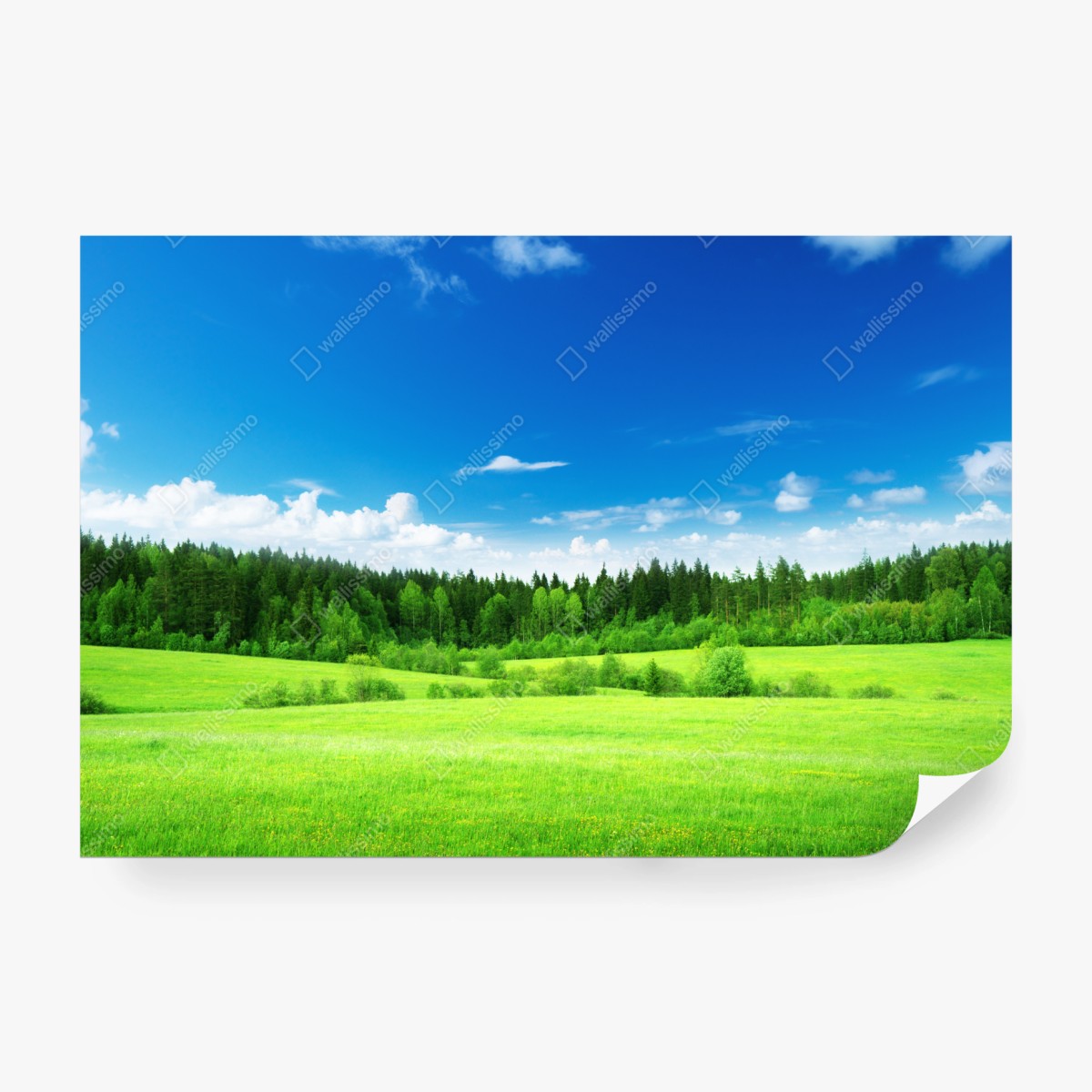 Fototapeta wiosenna łąka pod błękitnym niebem – Wallissimo® Fototapeta wiosenna łąka pod błękitnym niebem – Wallissimo®