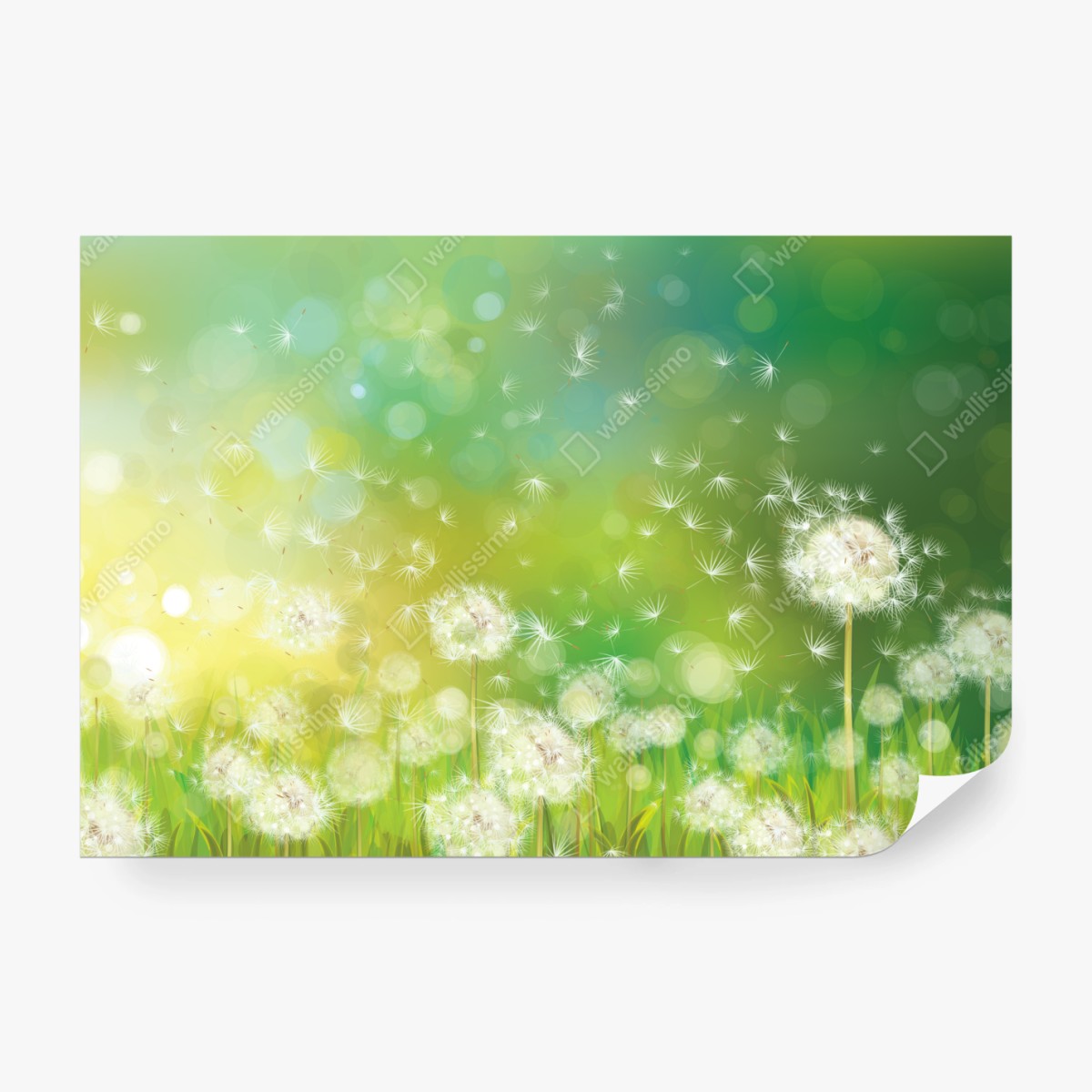 Fototapeta wiosenna łąka dmuchawców – Wallissimo® Fototapeta wiosenna łąka dmuchawców – Wallissimo®