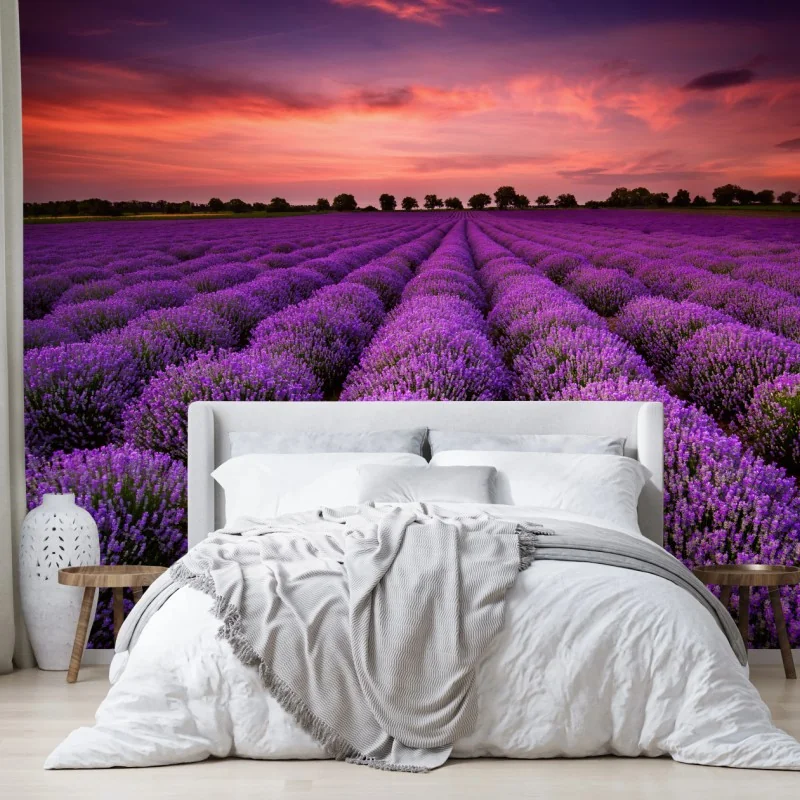 Fototapeta pole lawendy o zachodzie słońca – Wallissimo® Fototapeta pole lawendy o zachodzie słońca – Wallissimo®
