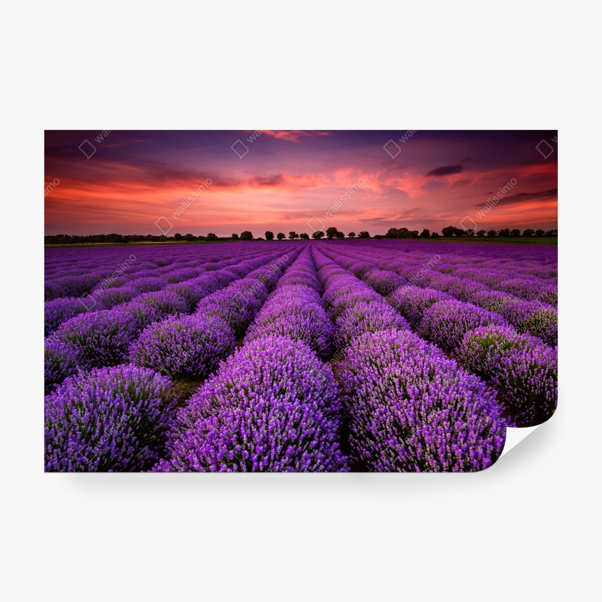 Fototapeta pole lawendy o zachodzie słońca – Wallissimo® Fototapeta pole lawendy o zachodzie słońca – Wallissimo®