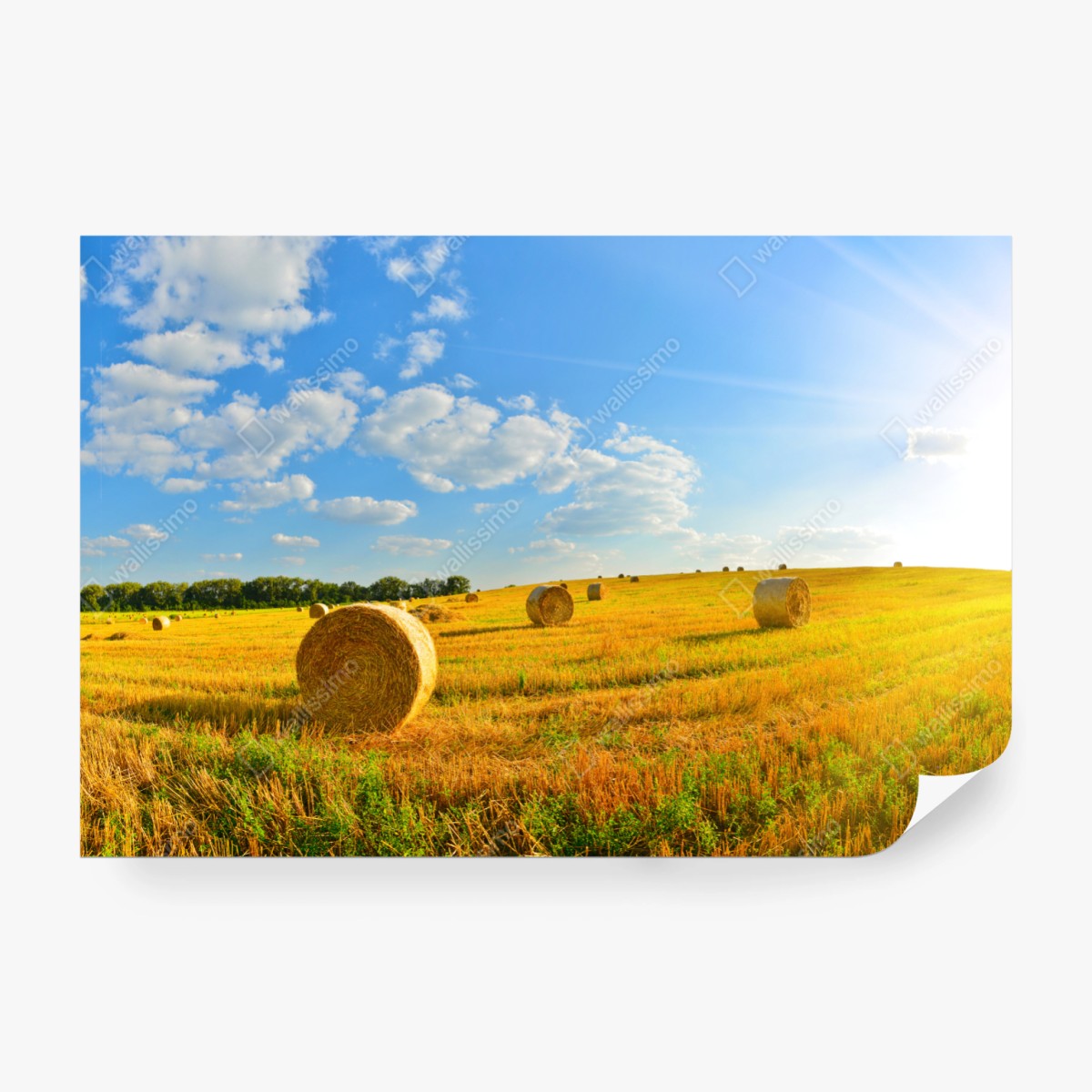 Fototapeta złote pole siana pod błękitnym niebem – Wallissimo® Fototapeta złote pole siana pod błękitnym niebem – Wallissimo®