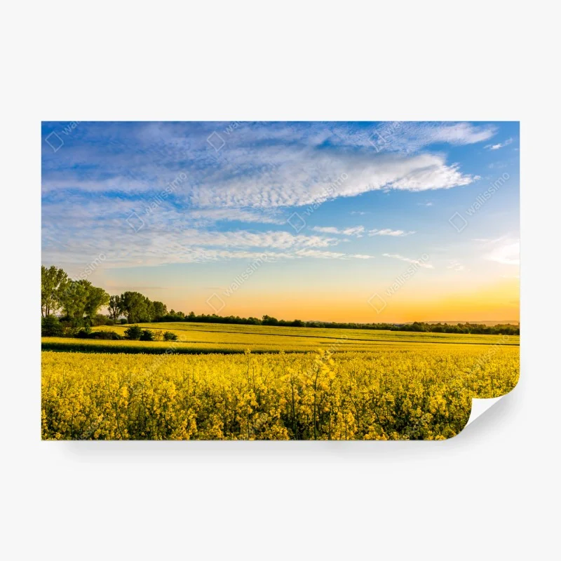 Fototapeta delikatny akwarelowy bukiet kwiatów – Wallissimo®