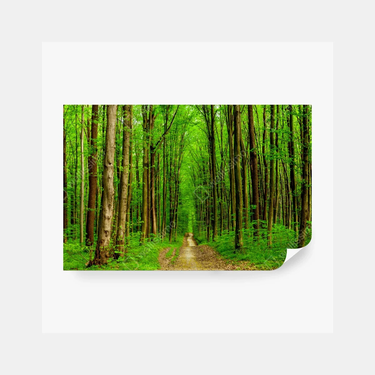 Fototapeta zielona leśna ścieżka wiosną – Wallissimo® Fototapeta zielona leśna ścieżka wiosną – Wallissimo®