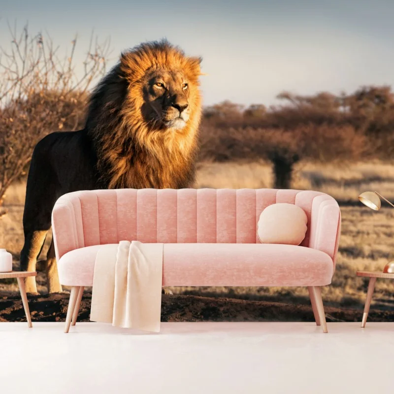 Fototapeta władczy lew na sawannie – Wallissimo® Fototapeta władczy lew na sawannie – Wallissimo®