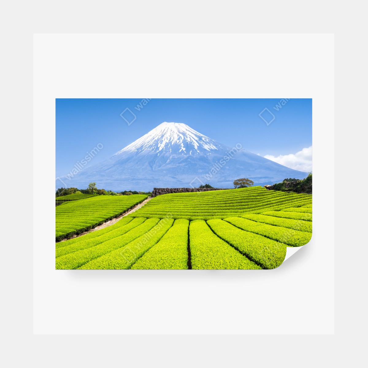 Fototapeta bujne pola herbaty u stóp Góry Fuji – Wallissimo® Fototapeta bujne pola herbaty u stóp Góry Fuji – Wallissimo®