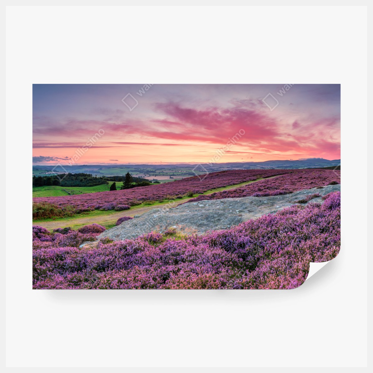 Fototapeta fioletowe wrzosowiska o zachodzie słońca – Wallissimo® Fototapeta fioletowe wrzosowiska o zachodzie słońca – Wallissimo®