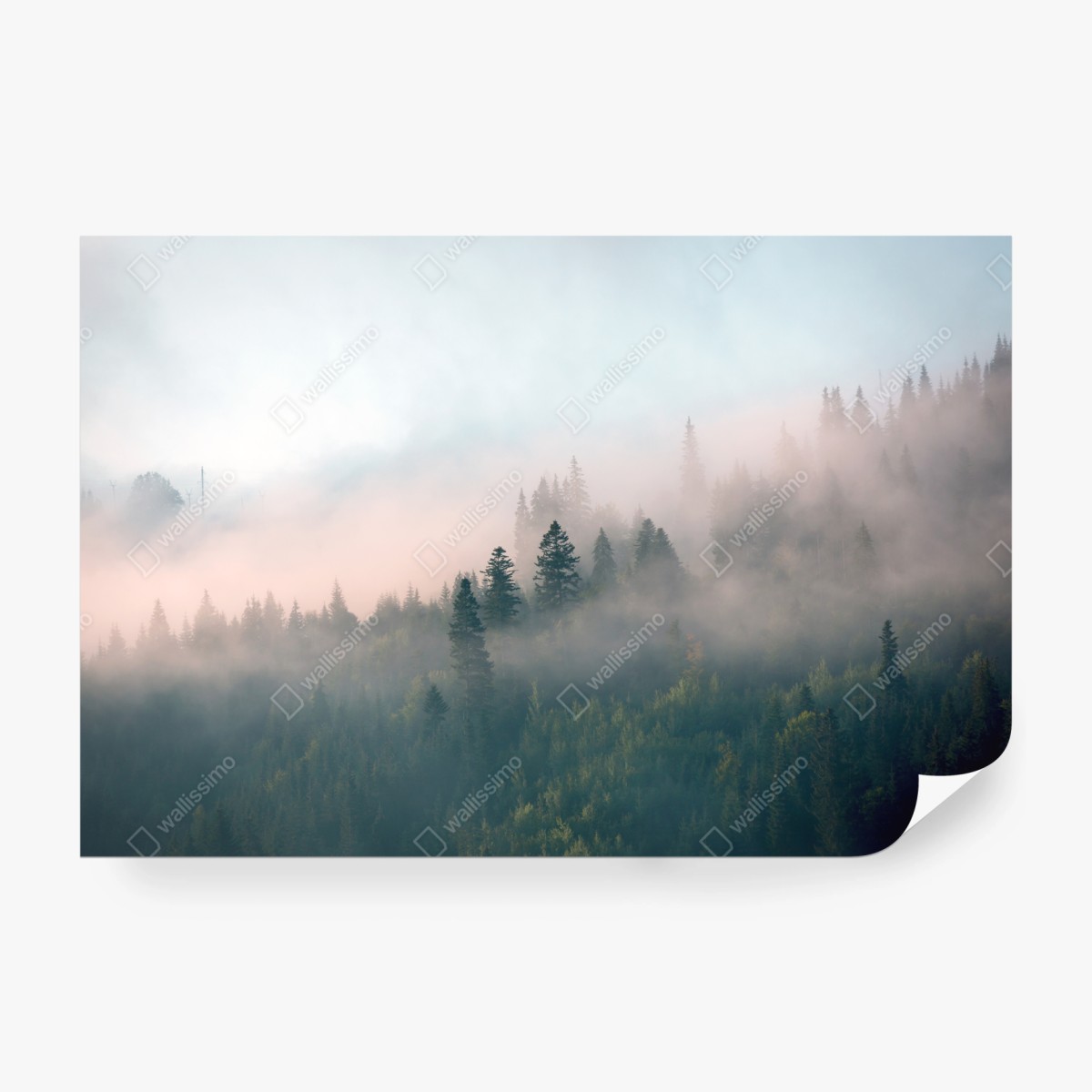 Fototapeta mglisty poranek w lesie – Wallissimo® Fototapeta mglisty poranek w lesie – Wallissimo®