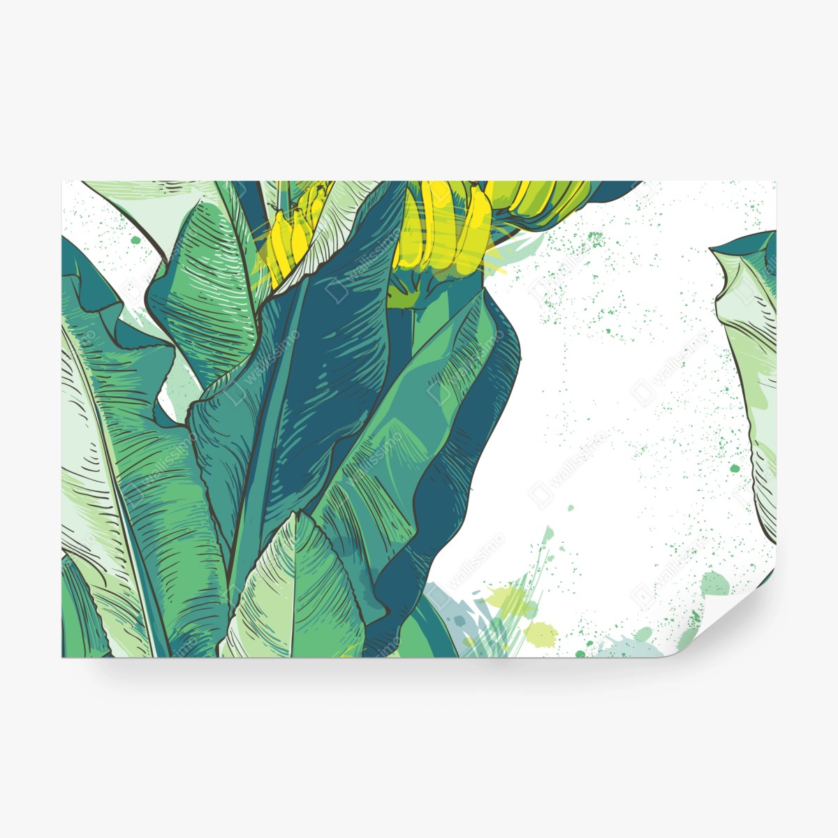 Fototapeta tropikalna ilustracja liści bananowca – Wallissimo® Fototapeta tropikalna ilustracja liści bananowca – Wallissimo®