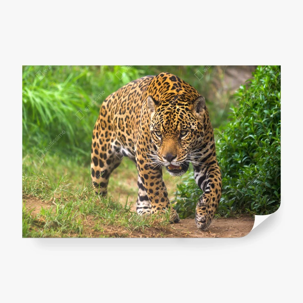 Fototapeta majestatyczny jaguar w naturze – Wallissimo® Fototapeta majestatyczny jaguar w naturze – Wallissimo®