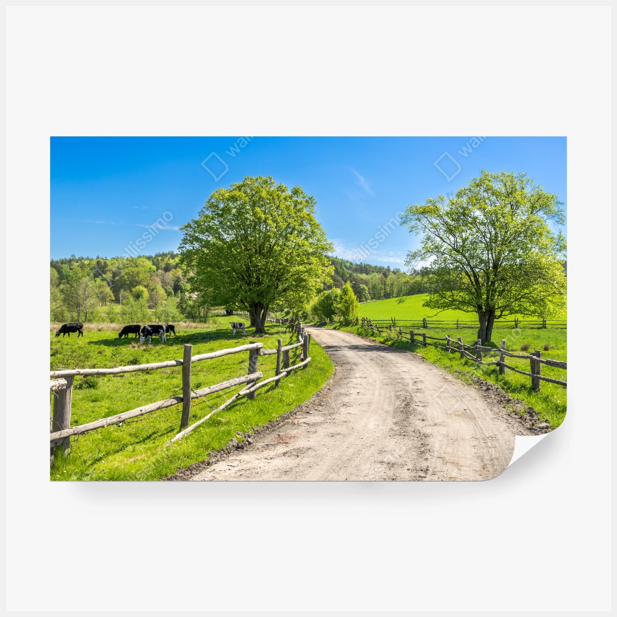 Fototapeta słoneczna wiejska droga przez zielone łąki – Wallissimo® Fototapeta słoneczna wiejska droga przez zielone łąki – Wallissimo®