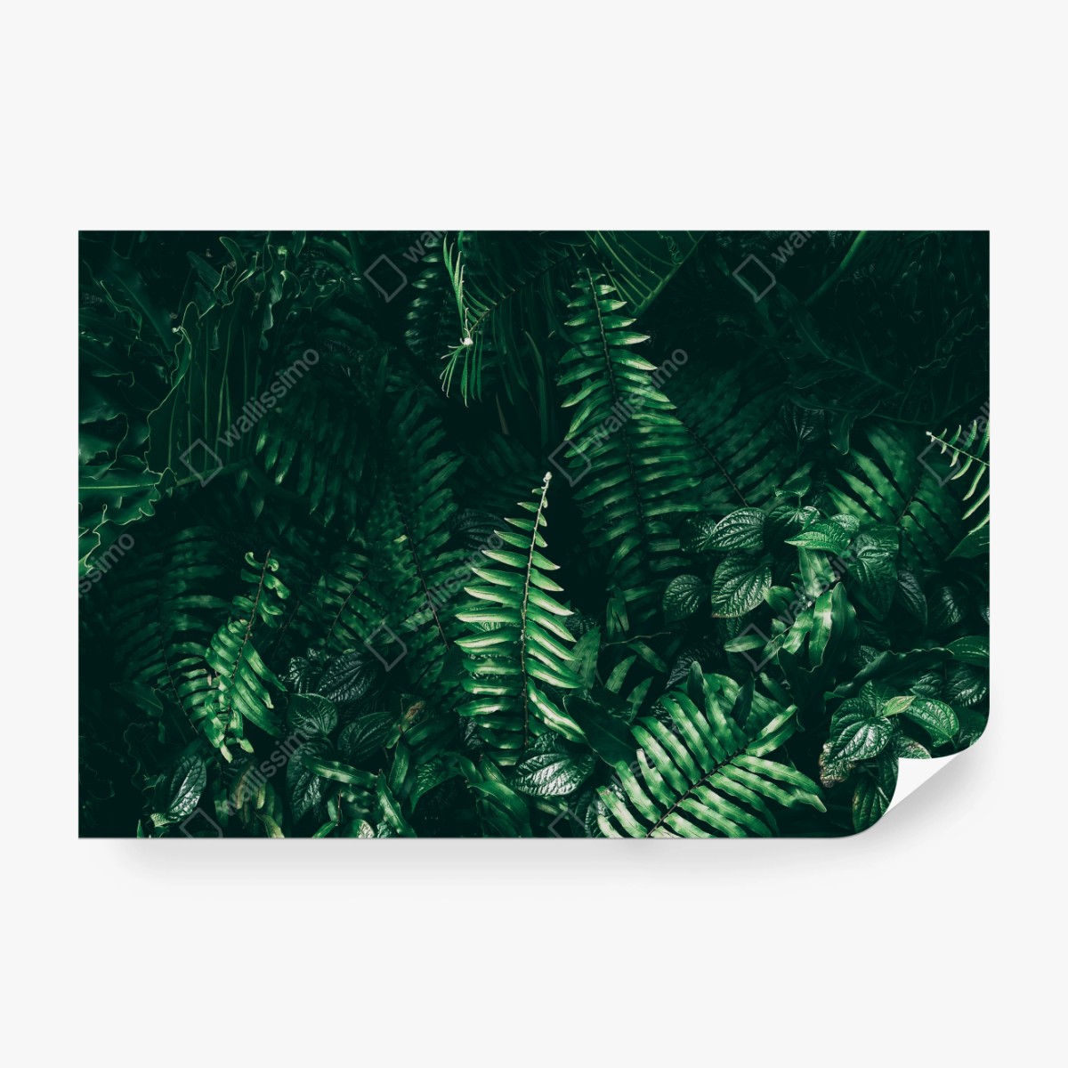 Fototapeta bujne tropikalne liście – Wallissimo® Fototapeta bujne tropikalne liście – Wallissimo®