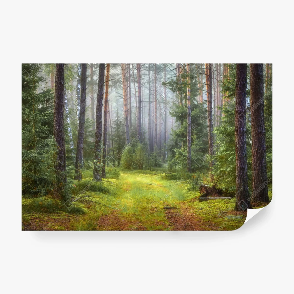 Fototapeta mglisty sosnowy las z ścieżką – Wallissimo® Fototapeta mglisty sosnowy las z ścieżką – Wallissimo®