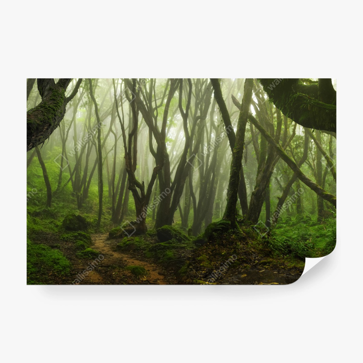 Fototapeta mglisty zielony leśny szlak – Wallissimo® Fototapeta mglisty zielony leśny szlak – Wallissimo®