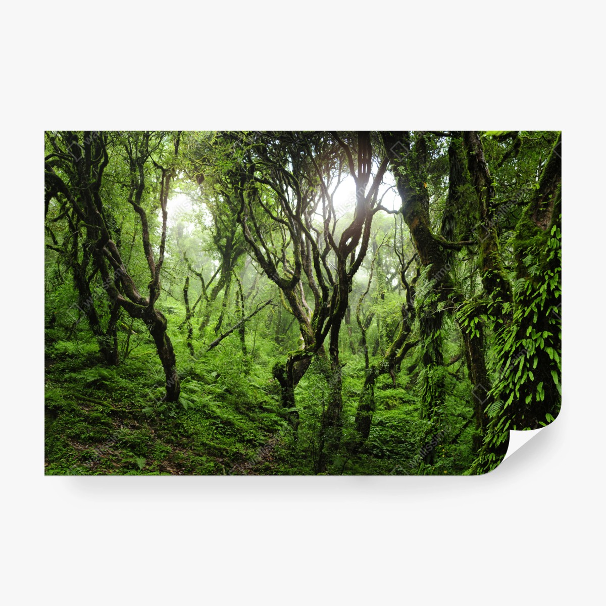 Fototapeta mistyczny zielony las – Wallissimo® Fototapeta mistyczny zielony las – Wallissimo®