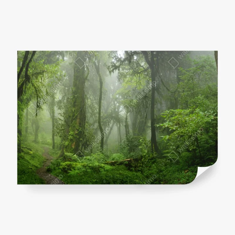 Fototapeta pole czerwonych maków koło Corbridge – Wallissimo®