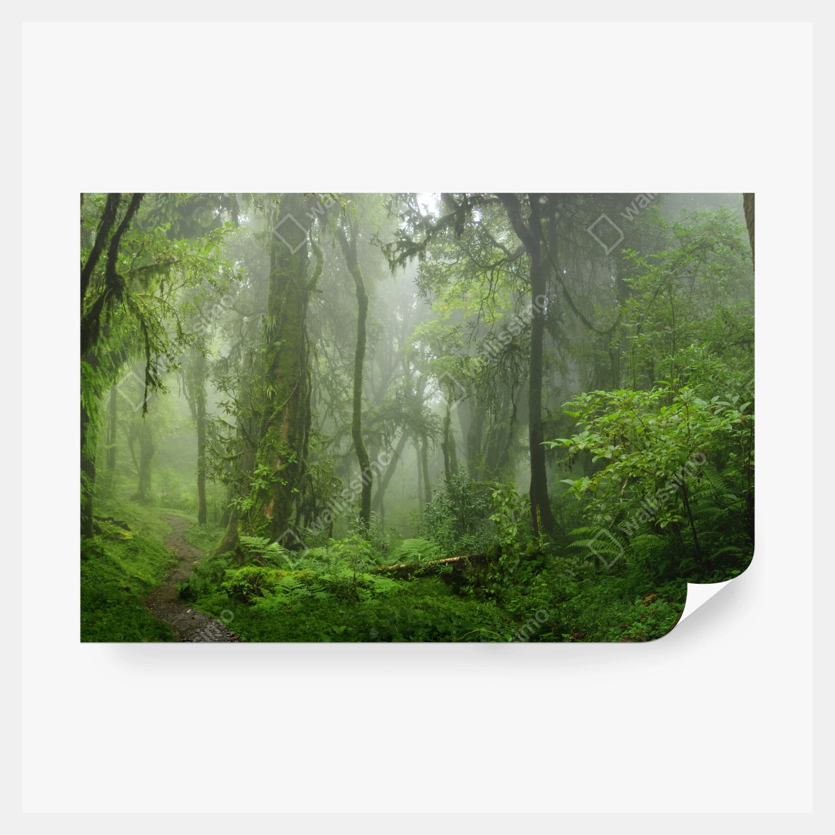 Fototapeta mglisty tropikalny szlak w dżungli – Wallissimo® Fototapeta mglisty tropikalny szlak w dżungli – Wallissimo®