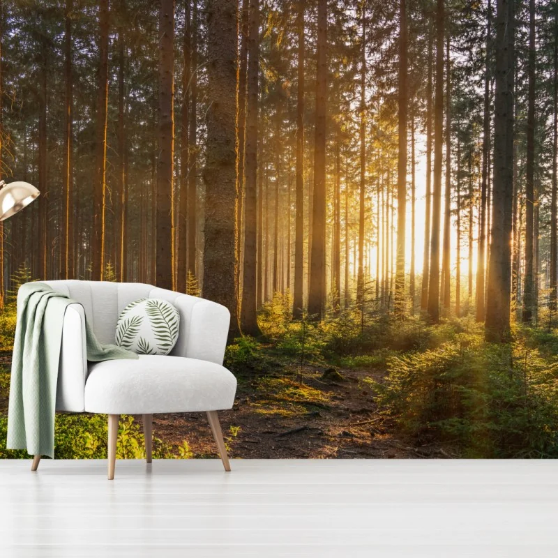 Fototapeta słoneczny las o poranku – Wallissimo® Fototapeta słoneczny las o poranku – Wallissimo®