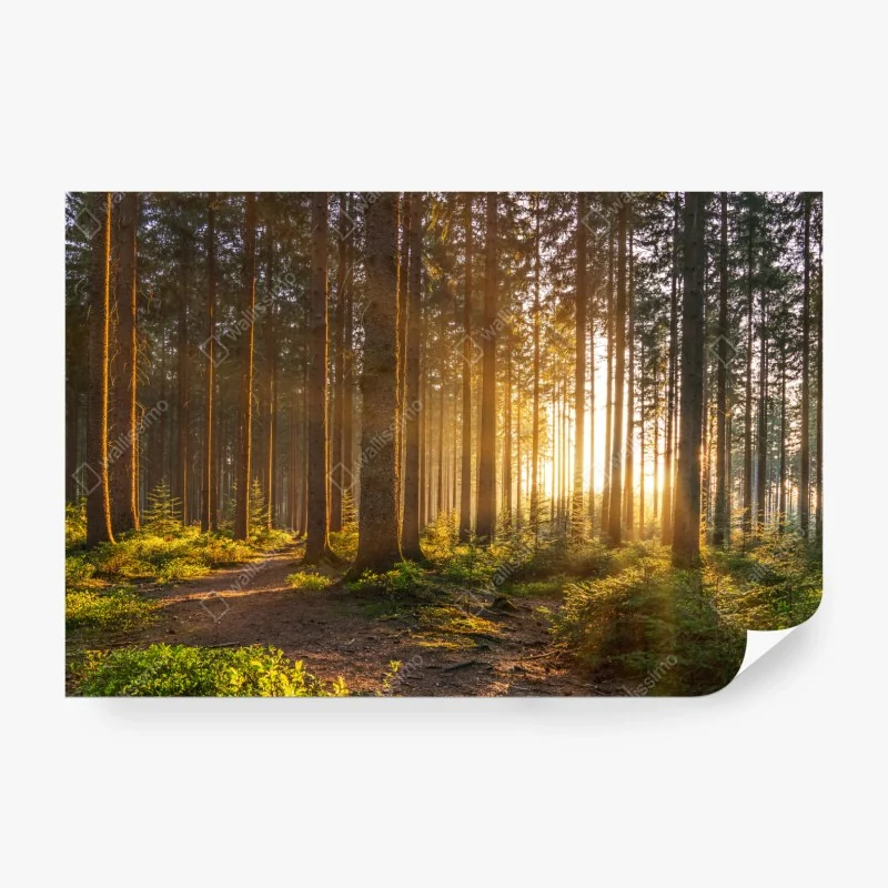 Fototapeta żółte pole rzepaku pod błękitnym niebem – Wallissimo®