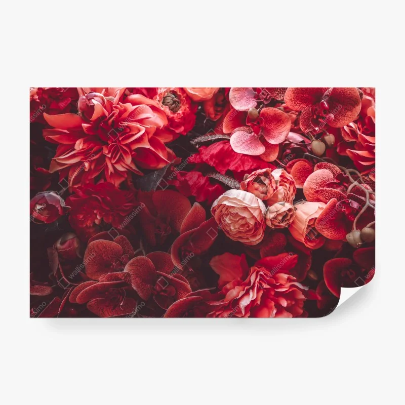 Fototapeta żywy słonecznik meksykański na czarnym tle – Wallissimo®