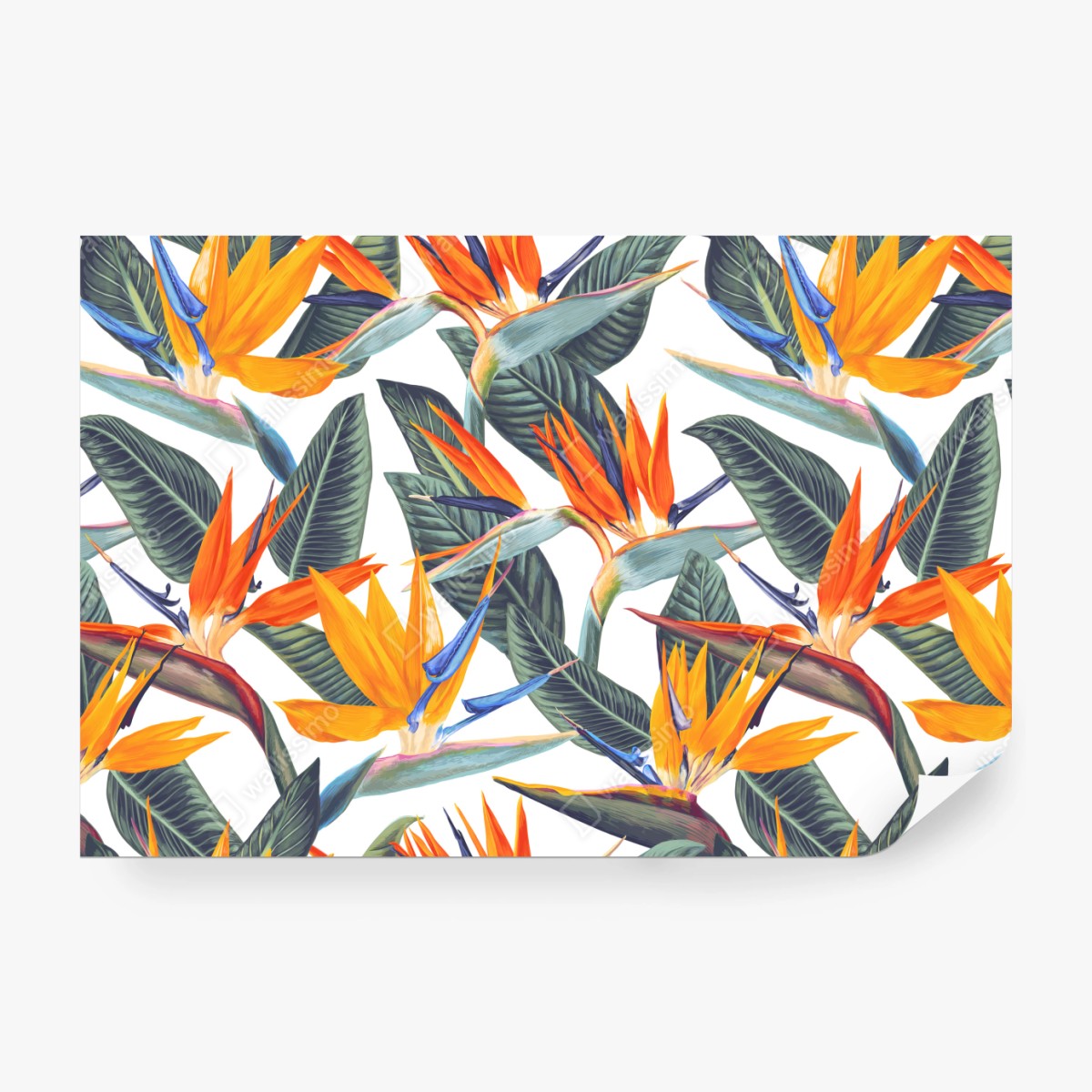 Fototapeta tropikalny wzór strelicji – Wallissimo® Fototapeta tropikalny wzór strelicji – Wallissimo®