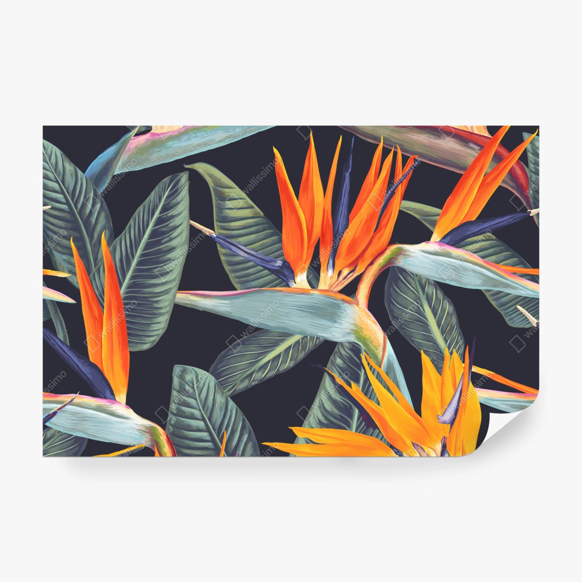 Fototapeta tropikalny wzór ze strelicjami – Wallissimo® Fototapeta tropikalny wzór ze strelicjami – Wallissimo®