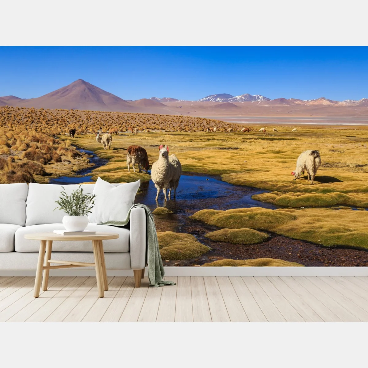 Fototapeta lamy na Altiplano – Wallissimo® Fototapeta lamy na Altiplano – Wallissimo®