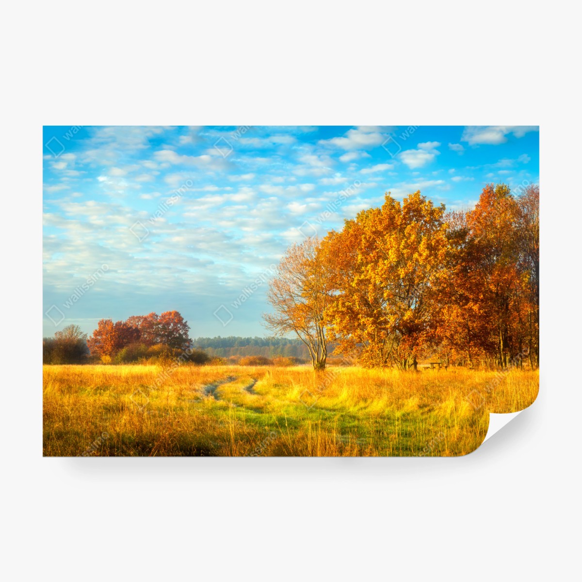 Fototapeta złota jesienna łąka – Wallissimo® Fototapeta złota jesienna łąka – Wallissimo®