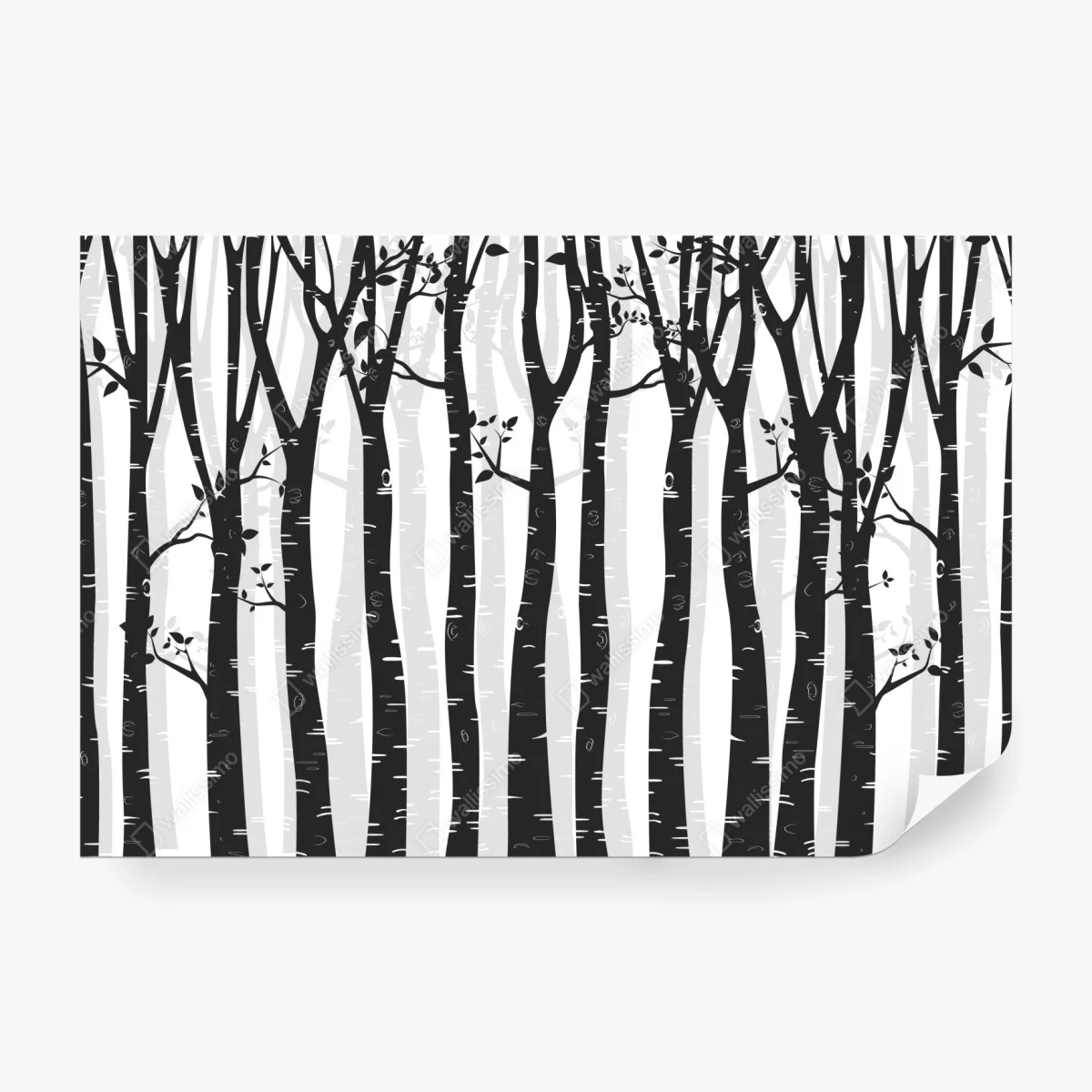 Fototapeta monochromatyczny las brzóz – Wallissimo® Fototapeta monochromatyczny las brzóz – Wallissimo®