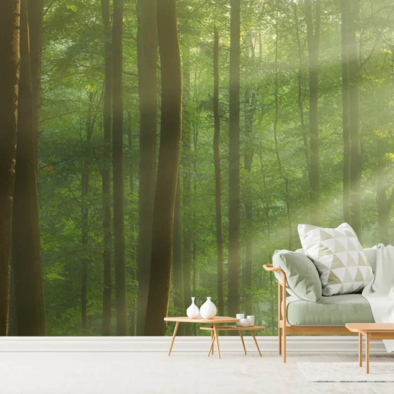 Fototapeta poranne światło w lesie – Wallissimo® Fototapeta poranne światło w lesie – Wallissimo®
