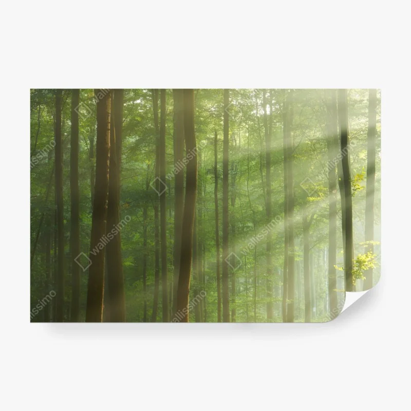 Fototapeta monochromatyczny przód prywatnego odrzutowca – Wallissimo®