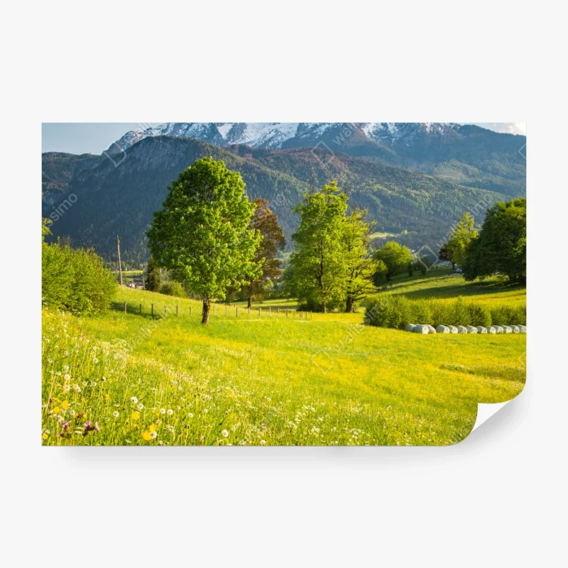 Fototapeta bujna pokrywa lasu deszczowego przy Cairns – Wallissimo®