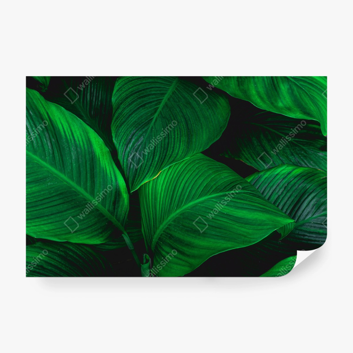 Fototapeta bujne tropikalne liście – Wallissimo® Fototapeta bujne tropikalne liście – Wallissimo®