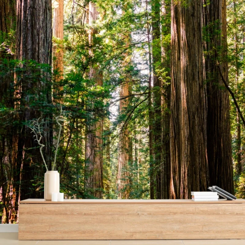 Fototapeta majestatyczna ścieżka w lesie sekwoi – Wallissimo® Fototapeta majestatyczna ścieżka w lesie sekwoi – Wallissimo®