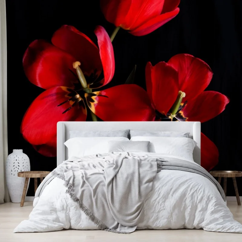 Fototapeta trzy czerwone tulipany na czarnym tle – Wallissimo® Fototapeta trzy czerwone tulipany na czarnym tle – Wallissimo®