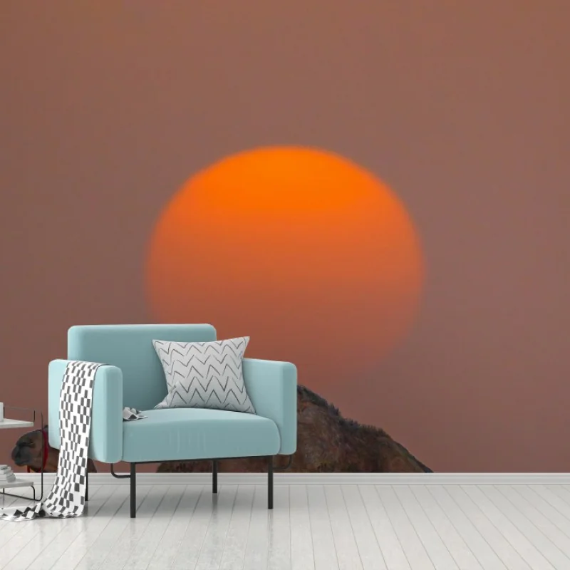 Fototapeta wielbłąd na tle zachodu słońca na pustyni – Wallissimo® Fototapeta wielbłąd na tle zachodu słońca na pustyni – Wallissimo®