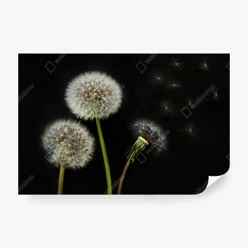 Fototapeta bujna mglista leśna ścieżka – Wallissimo®