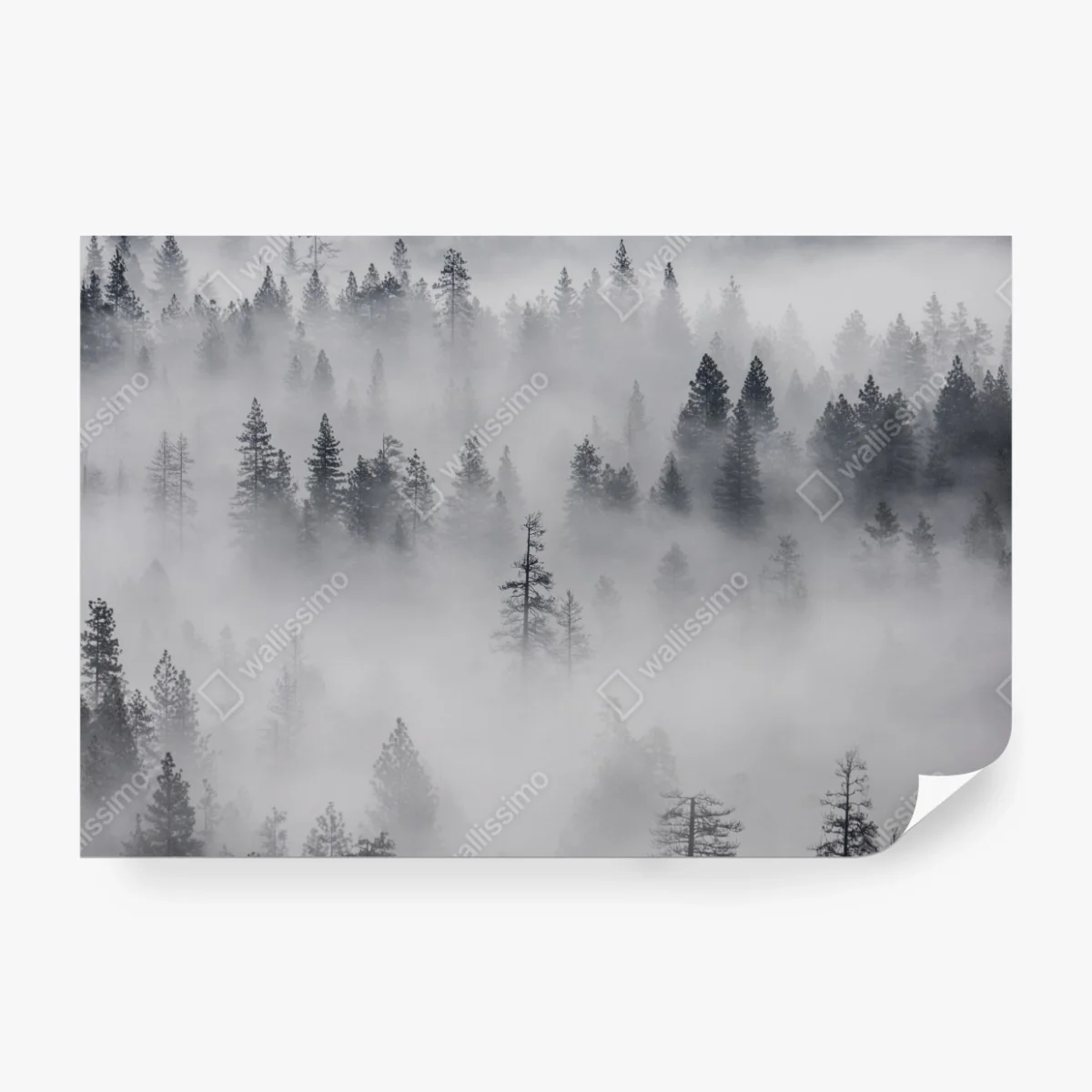 Fototapeta mglisty las sosnowy – Wallissimo® Fototapeta mglisty las sosnowy – Wallissimo®