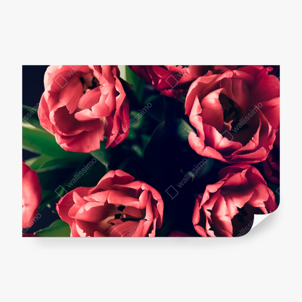 Fototapeta nastrojowy różowy bukiet tulipanów – Wallissimo® Fototapeta nastrojowy różowy bukiet tulipanów – Wallissimo®