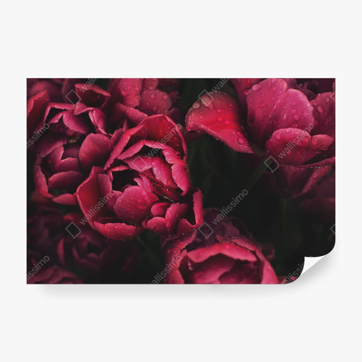 Fototapeta głębokie bordowe kwiaty z kroplami wody – Wallissimo® Fototapeta głębokie bordowe kwiaty z kroplami wody – Wallissimo®