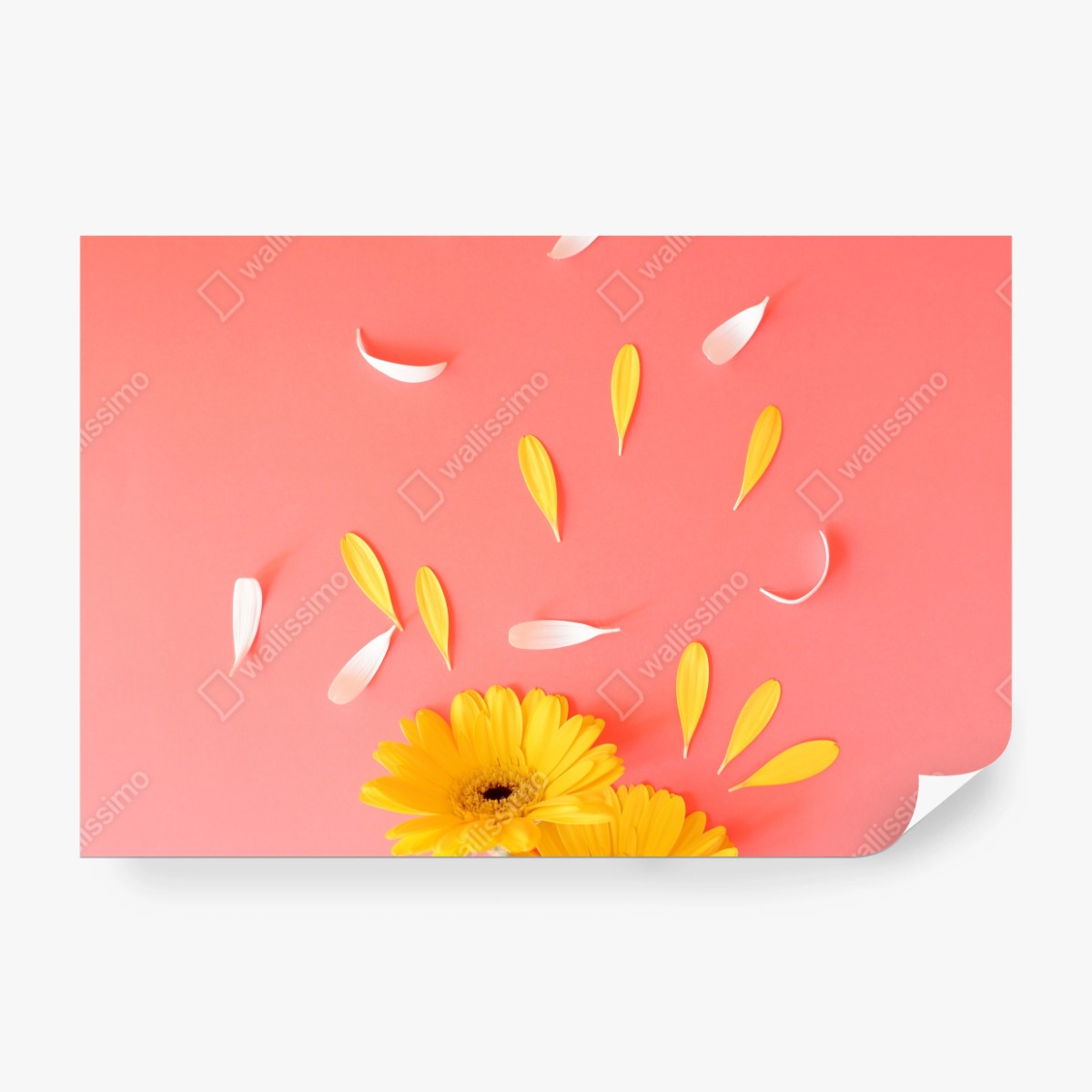 Fototapeta słoneczne żółte gerbery na koralowym tle – Wallissimo® Fototapeta słoneczne żółte gerbery na koralowym tle – Wallissimo®