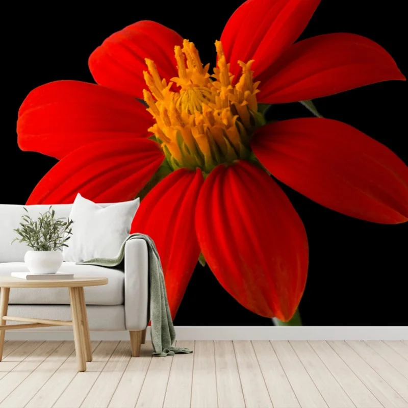 Fototapeta żywy słonecznik meksykański na czarnym tle