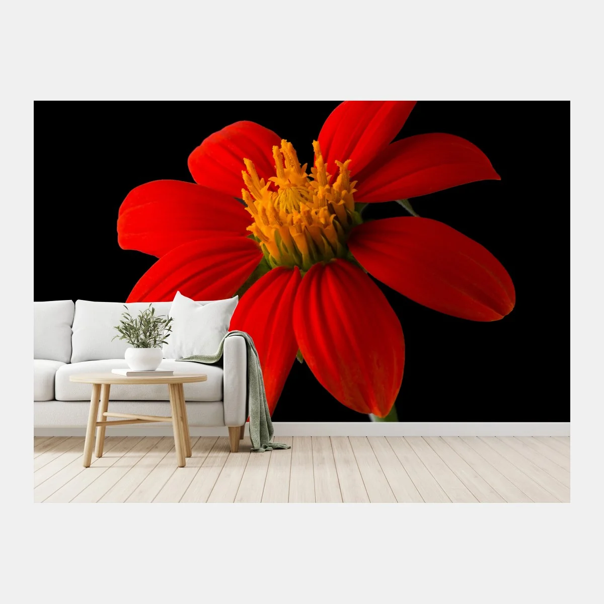 Fototapeta żywy słonecznik meksykański na czarnym tle – Wallissimo® Fototapeta żywy słonecznik meksykański na czarnym tle – Wallissimo®